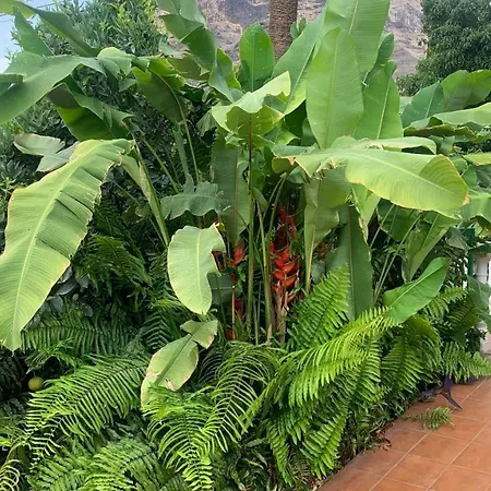 Aurora * Valle Gran Rey