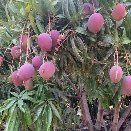 Lägenhet Aurora Valle Gran Rey