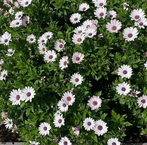 Aurora Valle Gran Rey